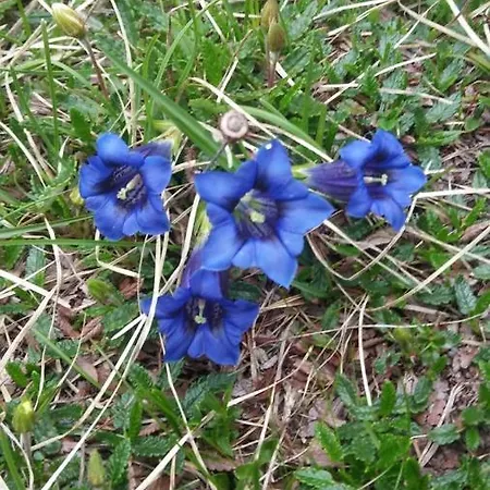 Huatscher شقة Camporosso (Tarvisio)