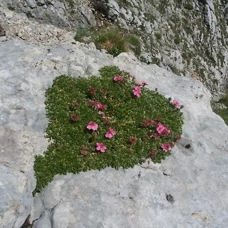 Huatscher Camporosso (Tarvisio)